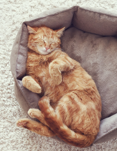 Home_Section1_Image2